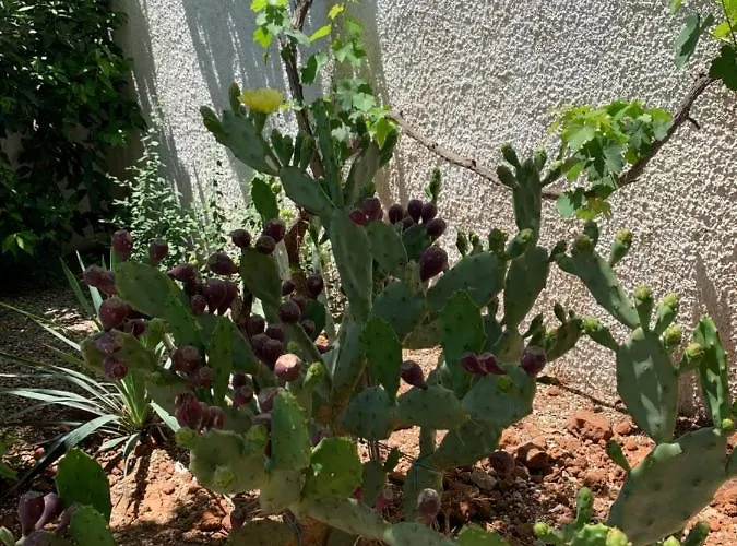 Perla Marina 펜션 *